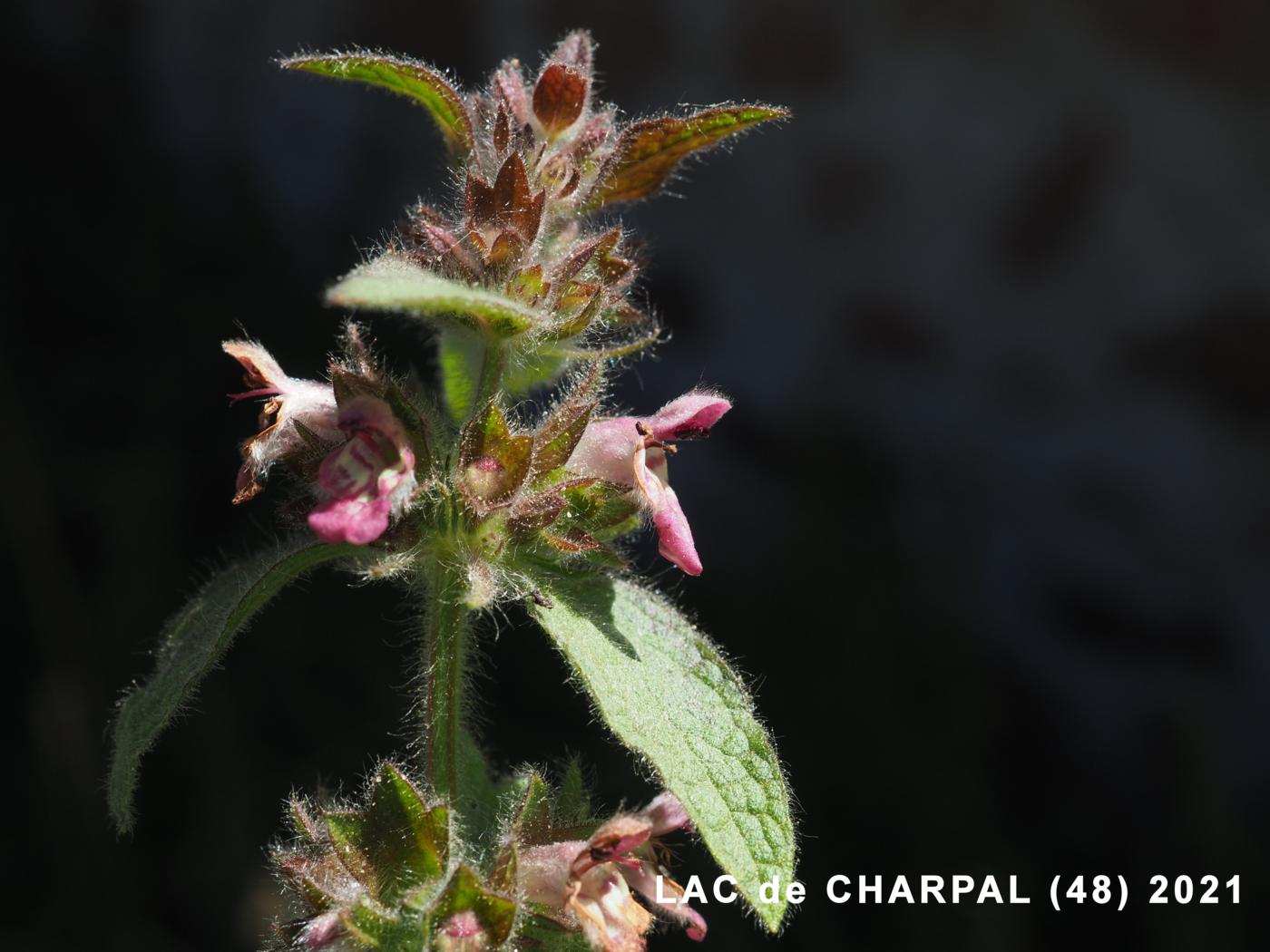 Woundwort, Alpine flower